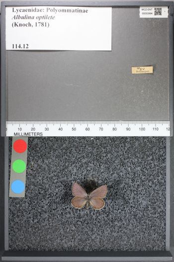 Media type: image;   Entomology 53994